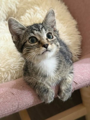 Shohei, a male kitten up for adoption