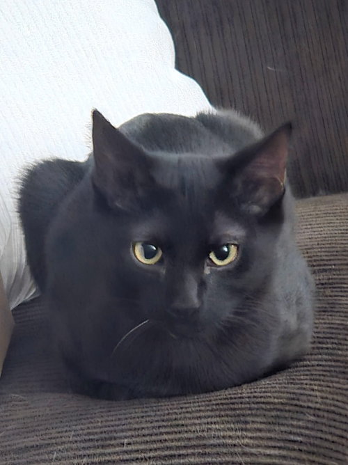 Tyler, Domestic Short Hair / Mixed