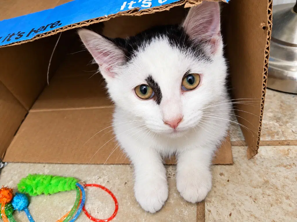 Razz - Domestic Short Hair