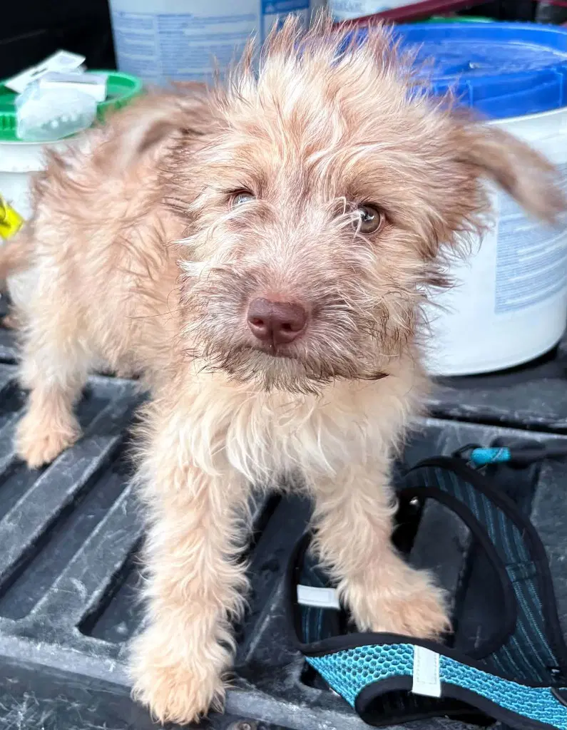 Darla - Terrier