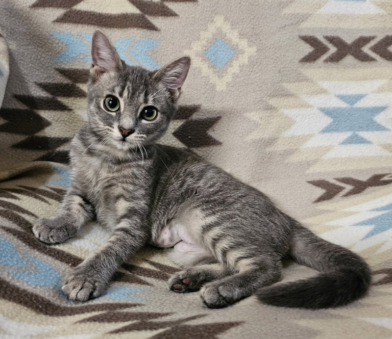 Goose, a female kitten up for adoption