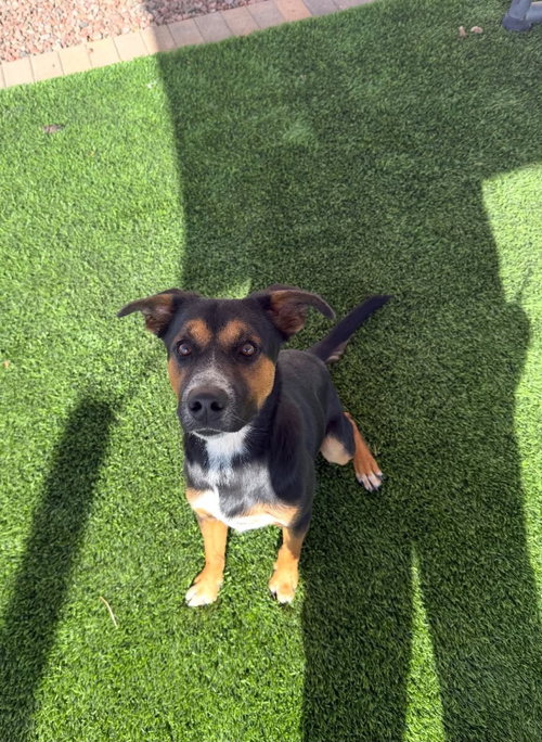 Jasper, Shepherd / Mixed
