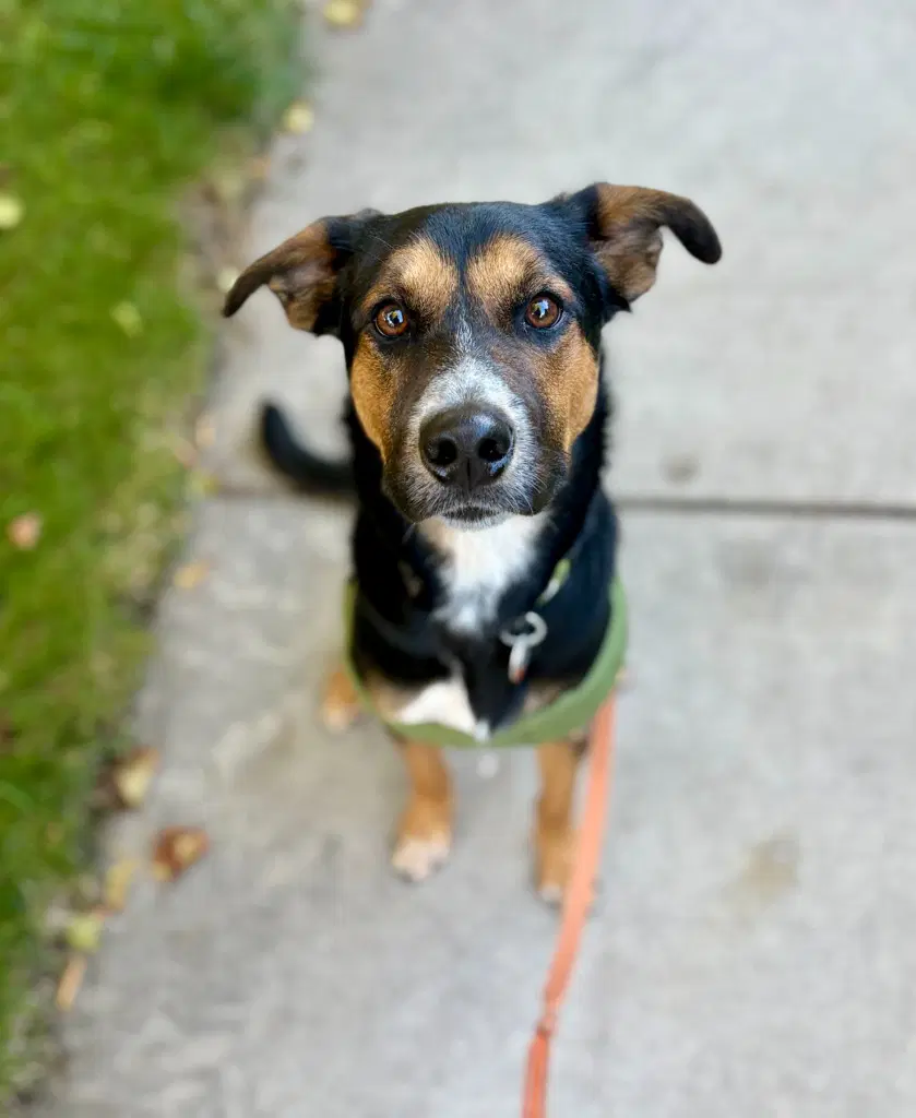 Jasper - Shepherd