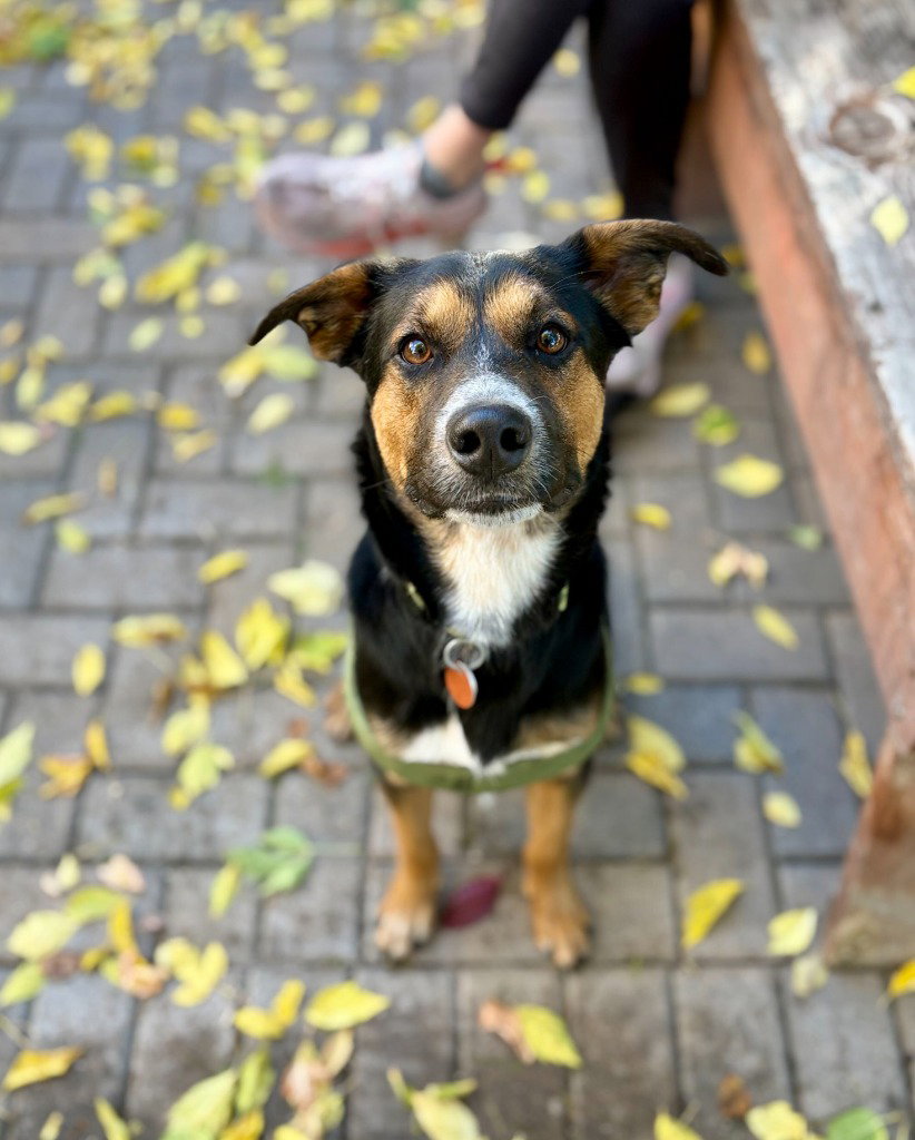 Jasper, photo 2