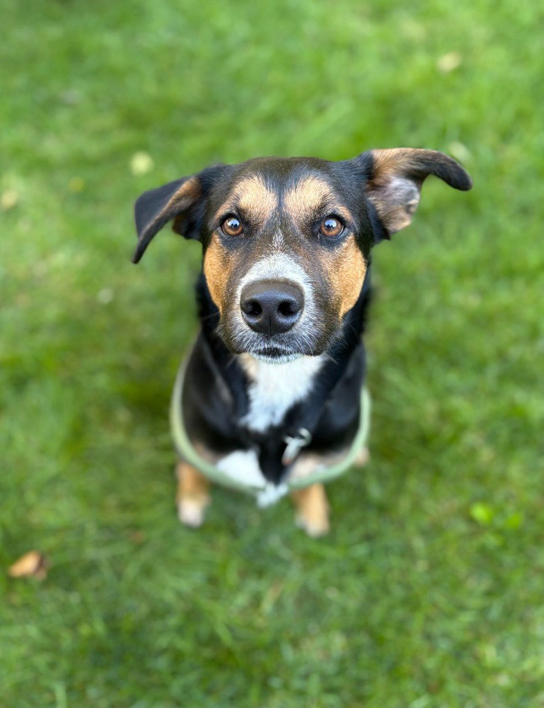 Jasper, photo 4
