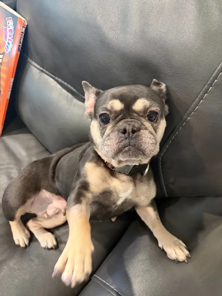 Missy - French Bulldog