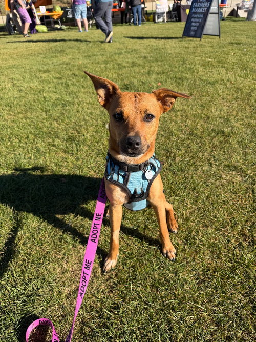 Wink, Chihuahua / Mixed