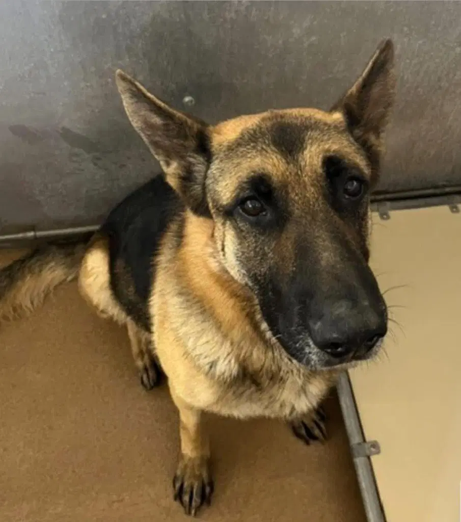 Squib - German Shepherd Dog