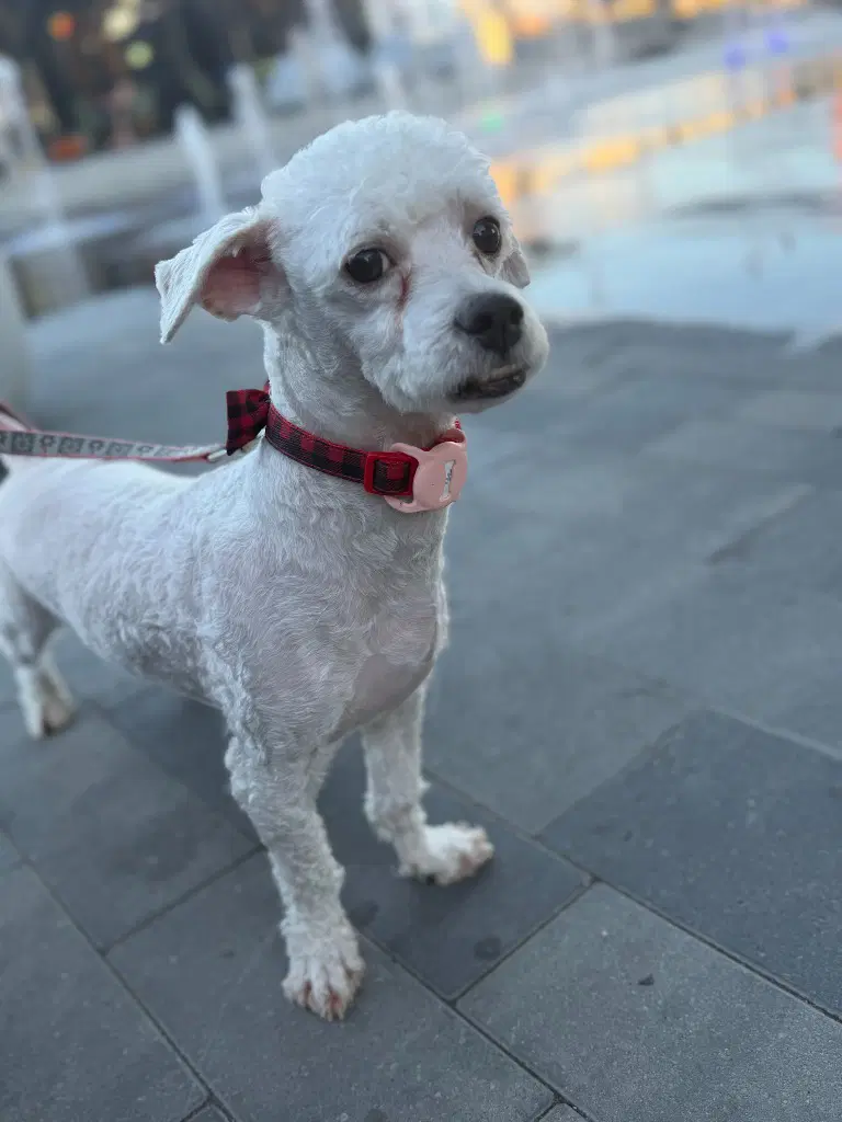 Teewinot - Poodle (unknown type)