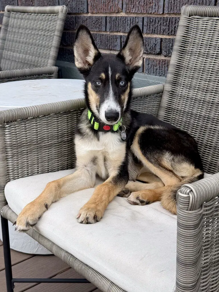 Zelda - Shepherd