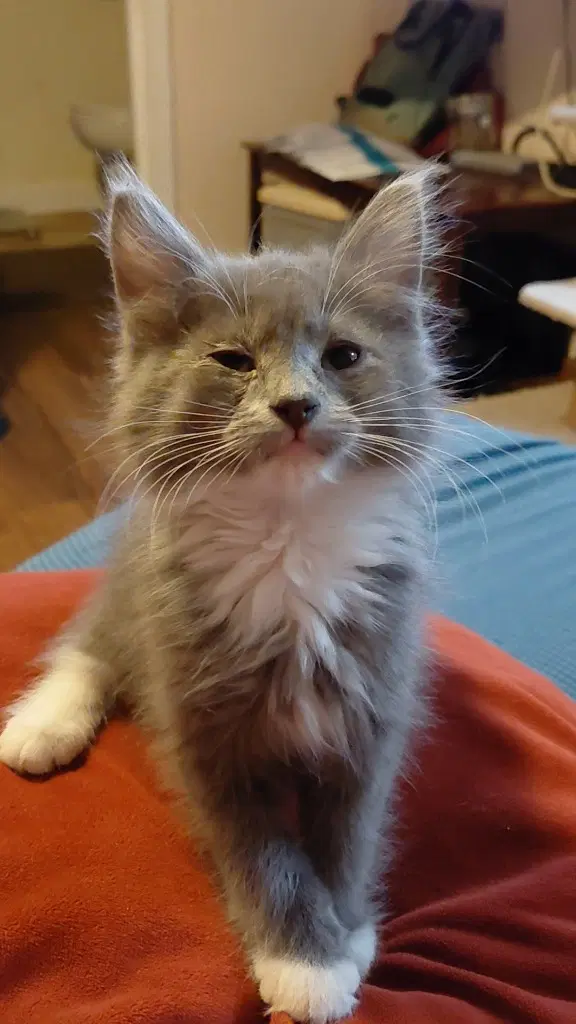 Potato Head - Domestic Medium Hair