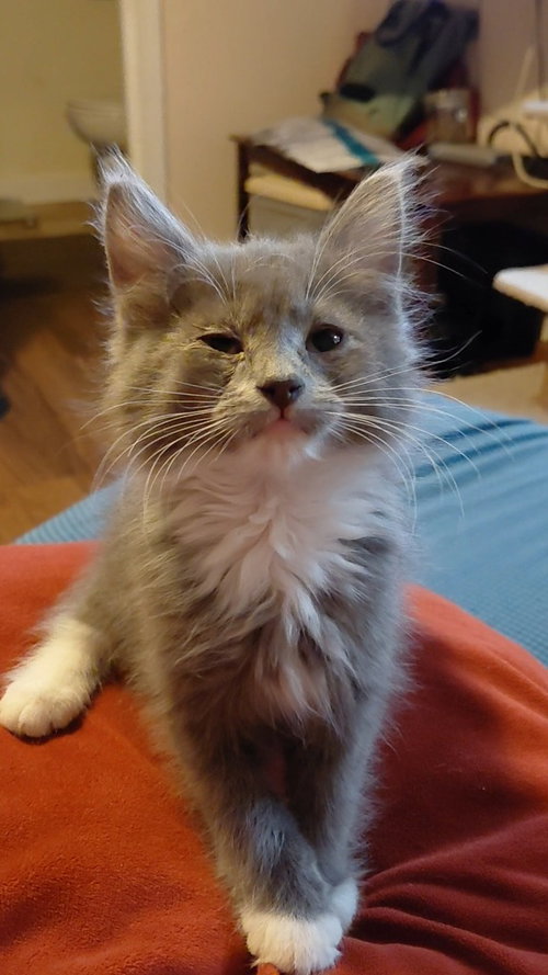 Potato Head, Domestic Medium Hair / Mixed