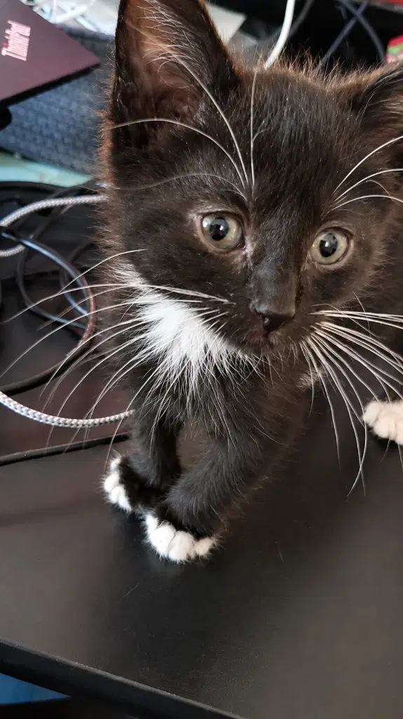 Slinky - Domestic Short Hair