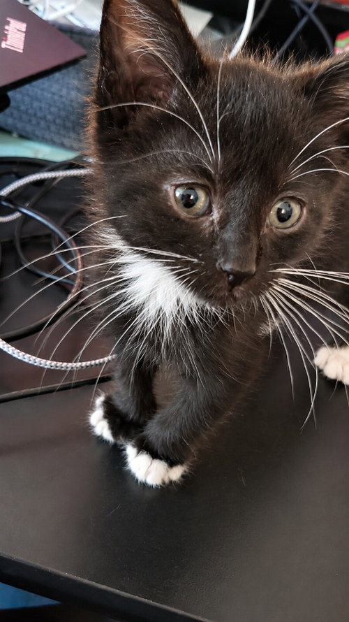Slinky, Domestic Short Hair / Mixed