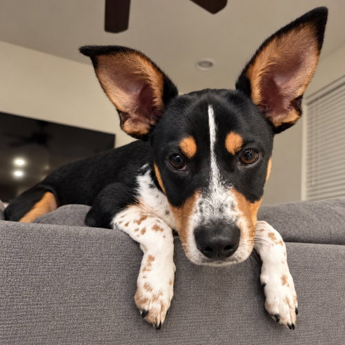 Sox, Corgi / Chihuahua / Mixed