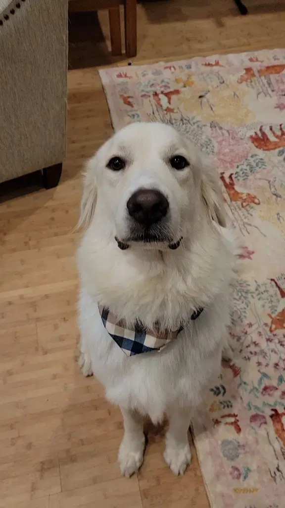 Yuki - Great Pyrenees