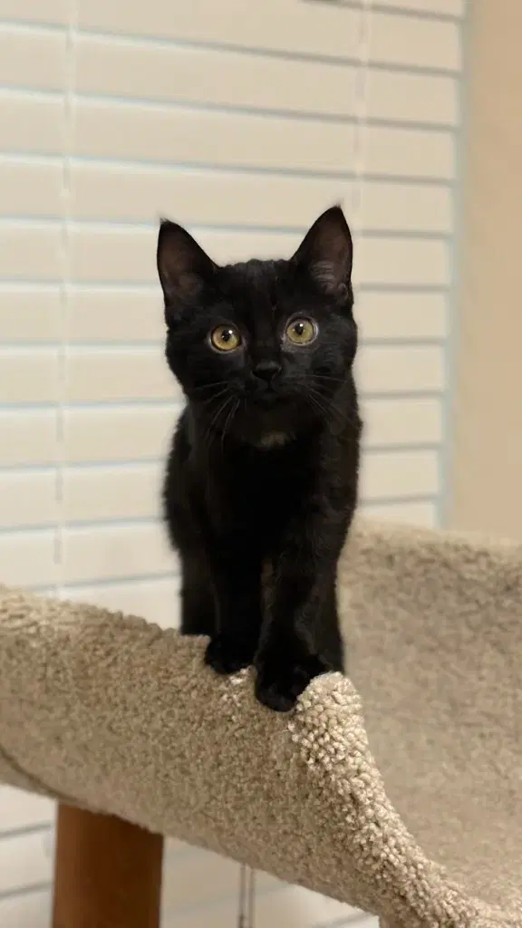 Blair - Domestic Short Hair