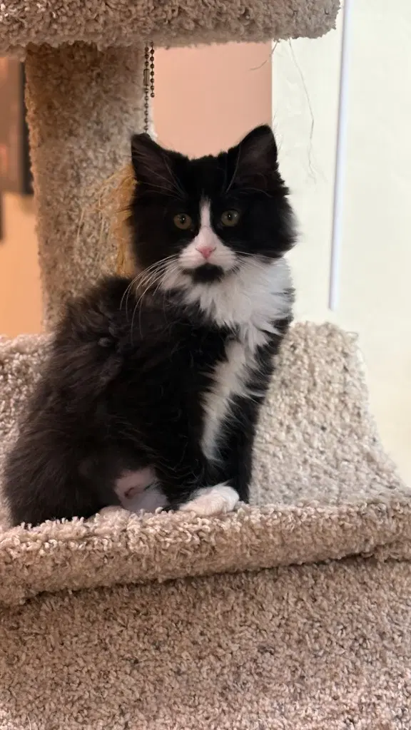 Briar - Domestic Medium Hair