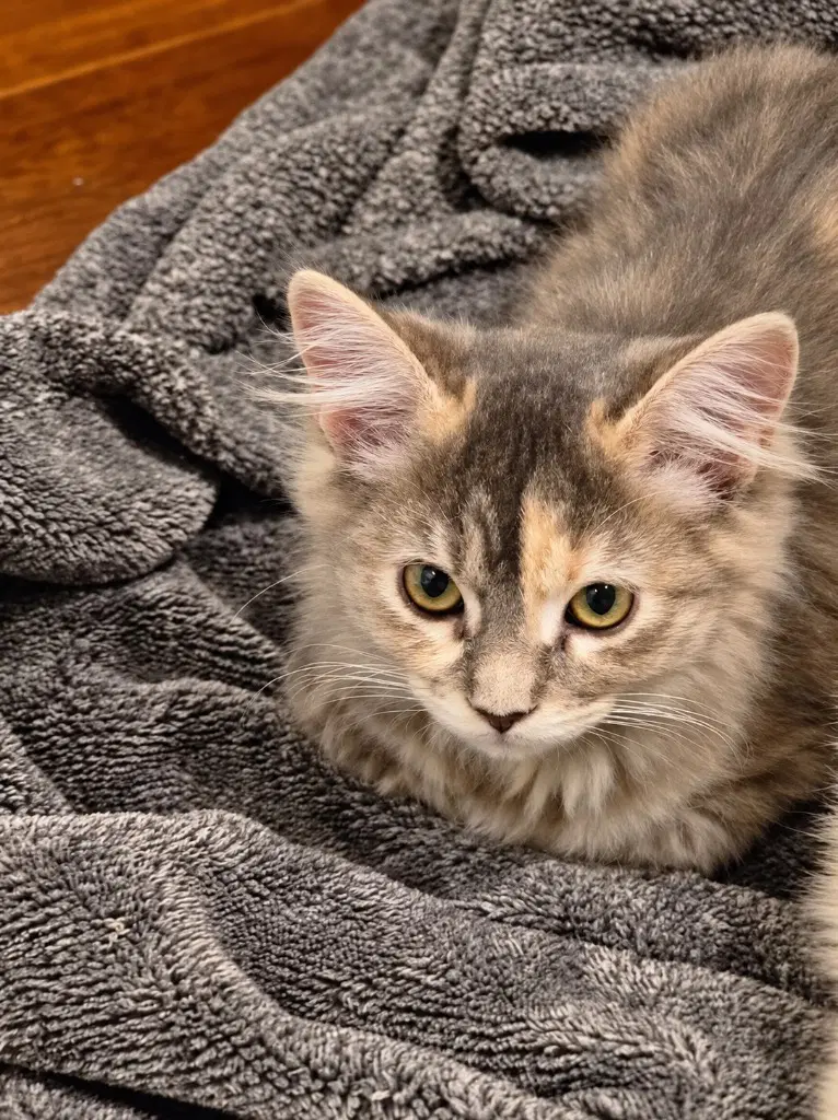Daisy Duke - Domestic Long Hair