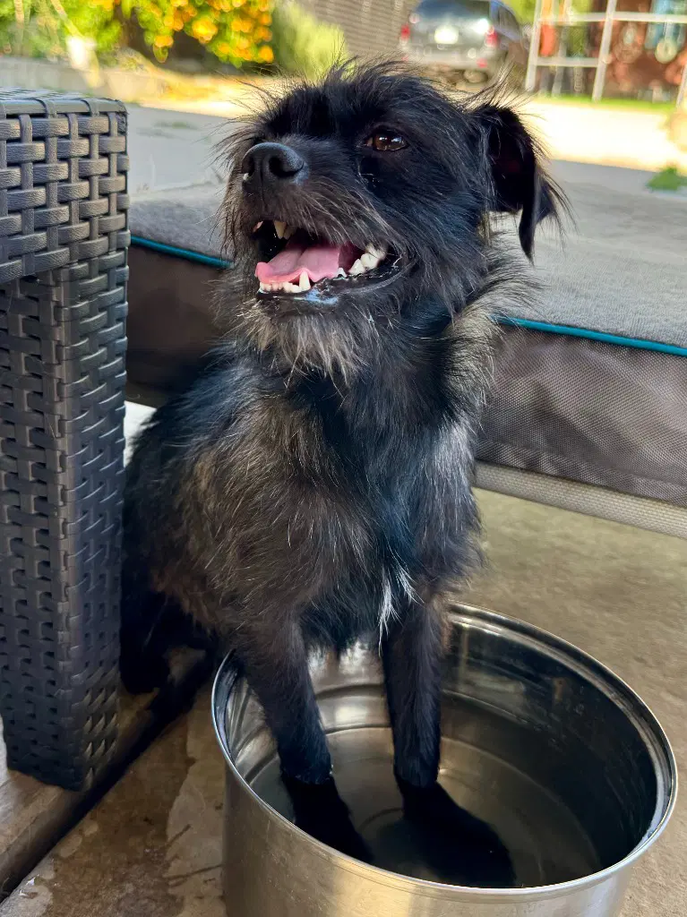 Lincoln - Terrier