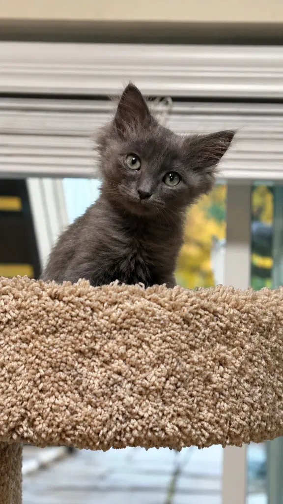 Turtle - Domestic Medium Hair