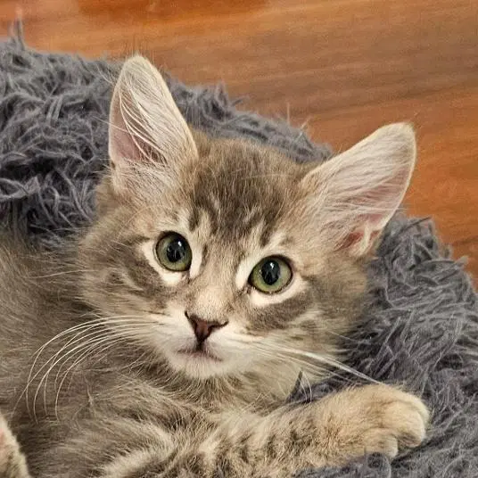 Uncle Jesse - Domestic Medium Hair
