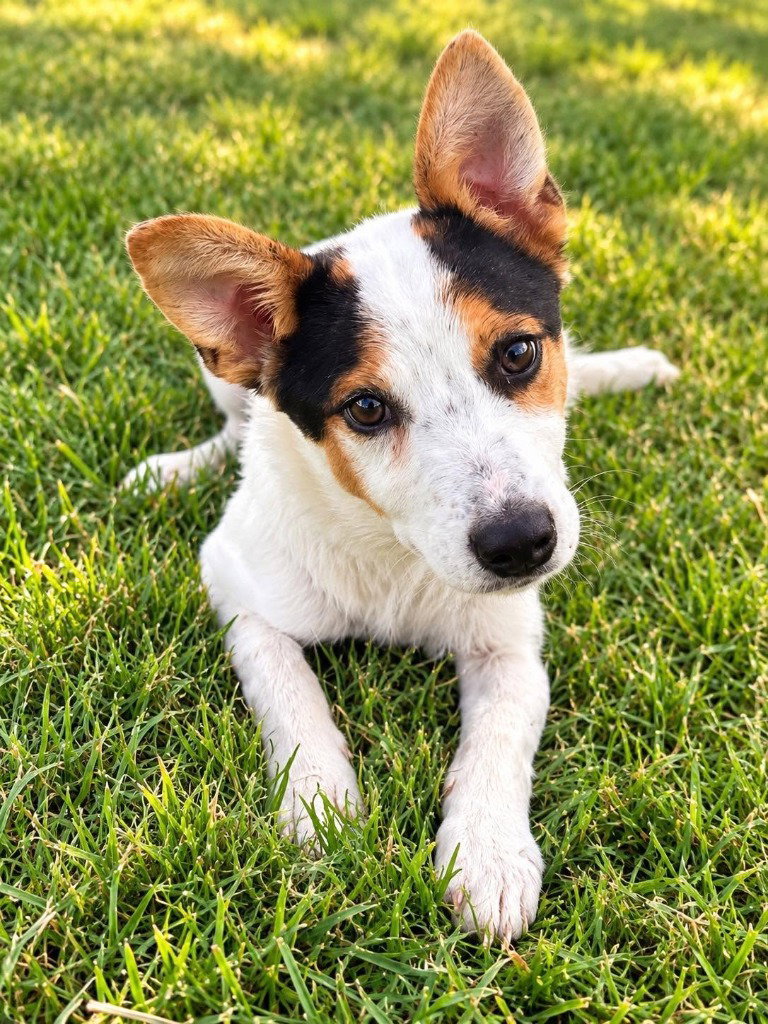 Bella
