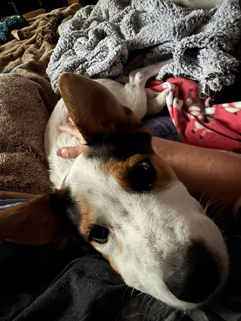 Bella, photo 2