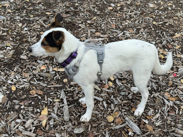 Bella, photo 3
