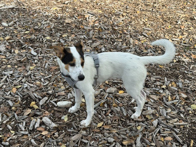 Bella, photo 4
