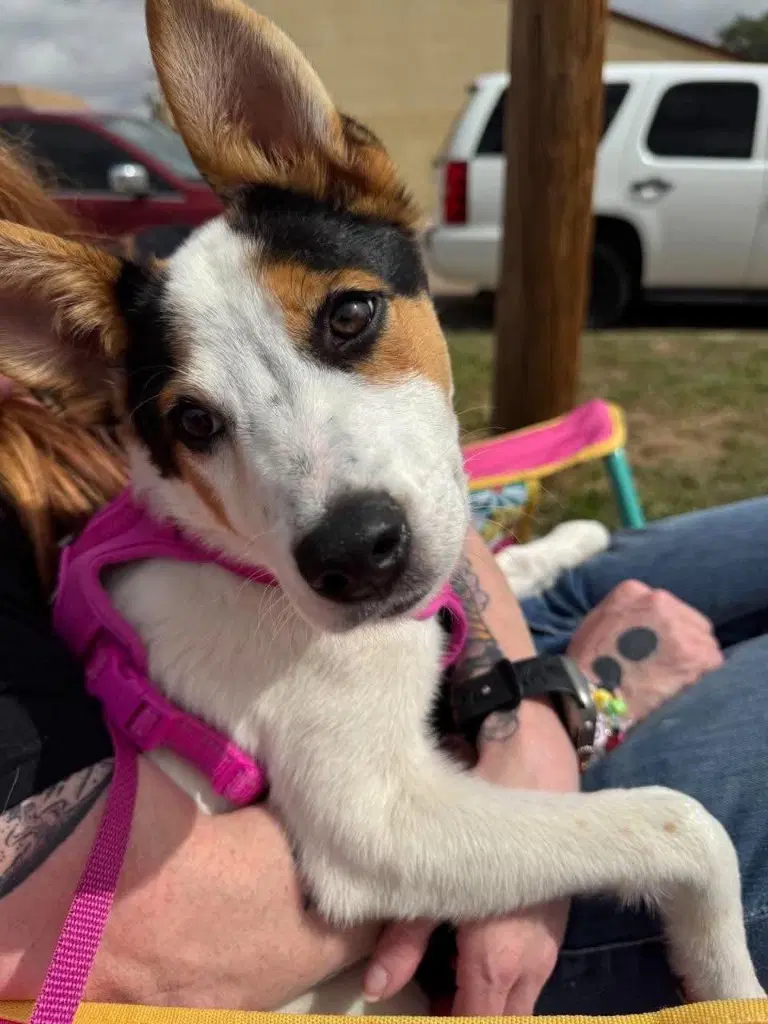 Bella - Australian Shepherd