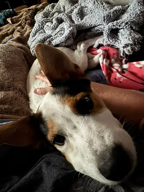 Bella image 2