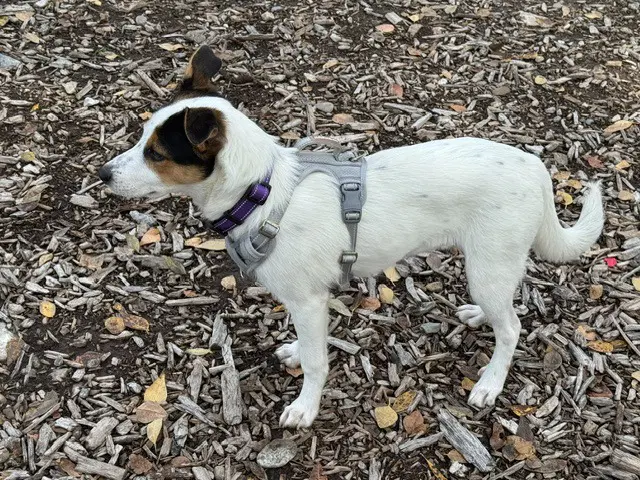 Bella image 3