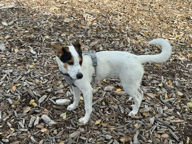 Bella image 4