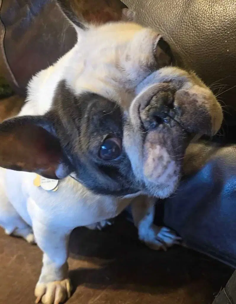 Fledermaus - French Bulldog