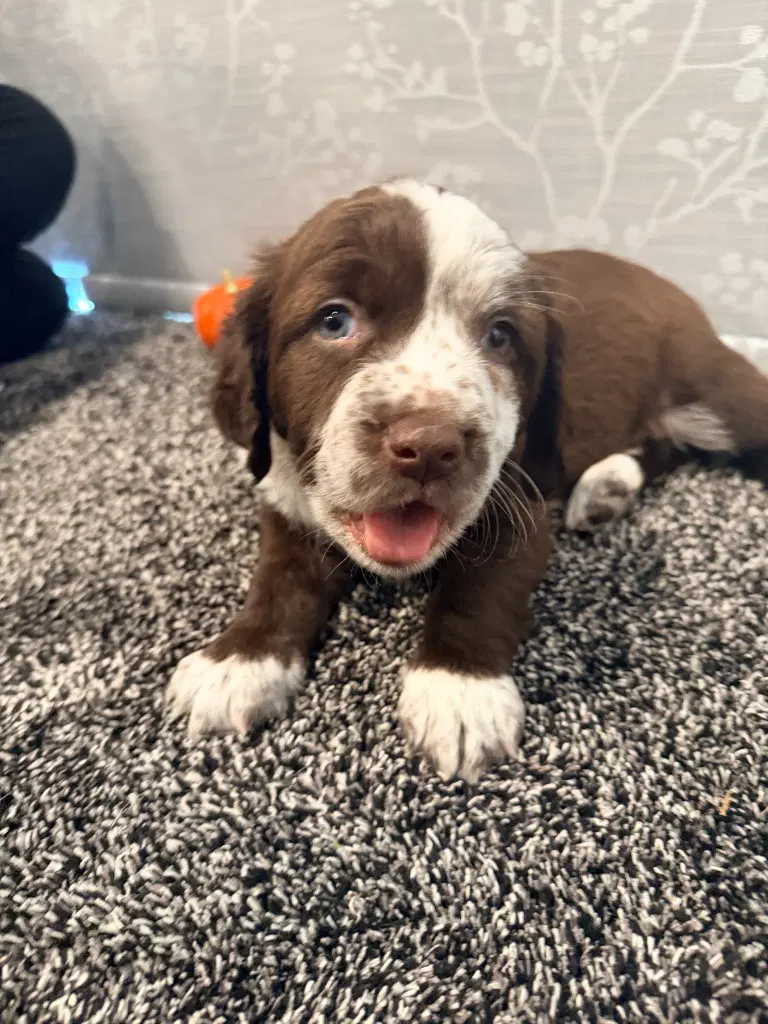 Hobbit - Australian Cattle Dog/Blue Heeler