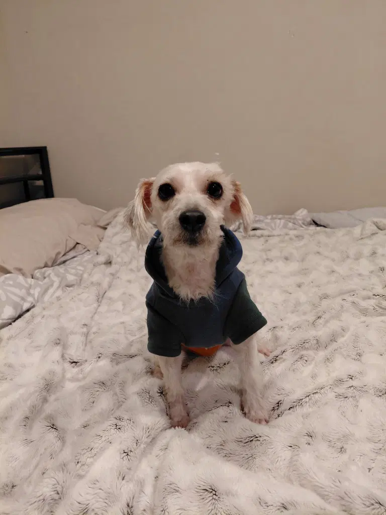 Max - Terrier