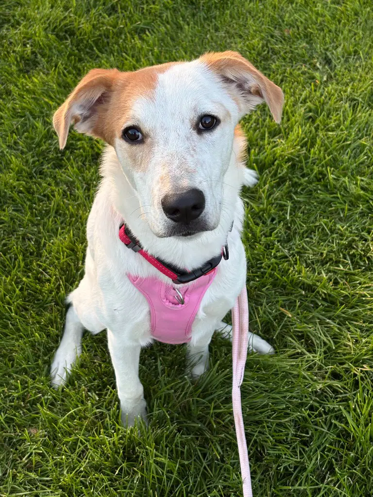Missy - Cattle Dog