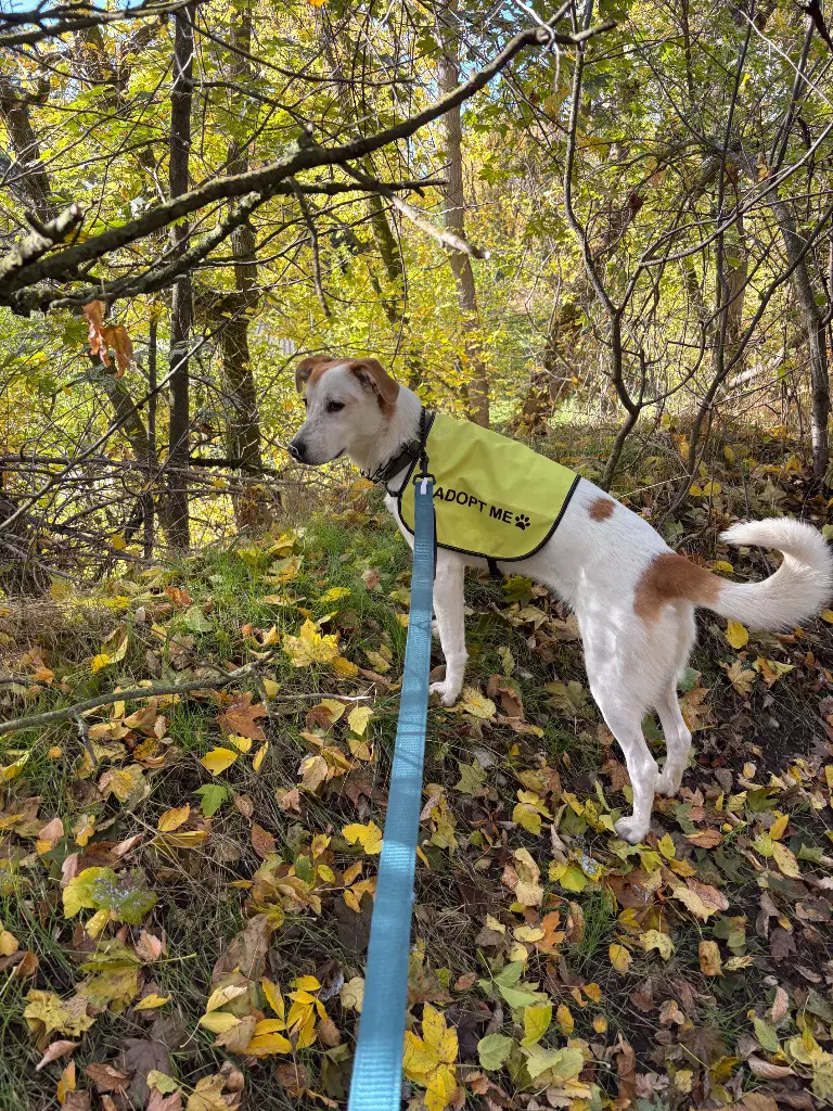 Missy image 3