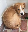 adoptable Dog in meridian, ID named Peanut