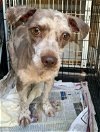 adoptable Dog in meridian, MS named Cosmo