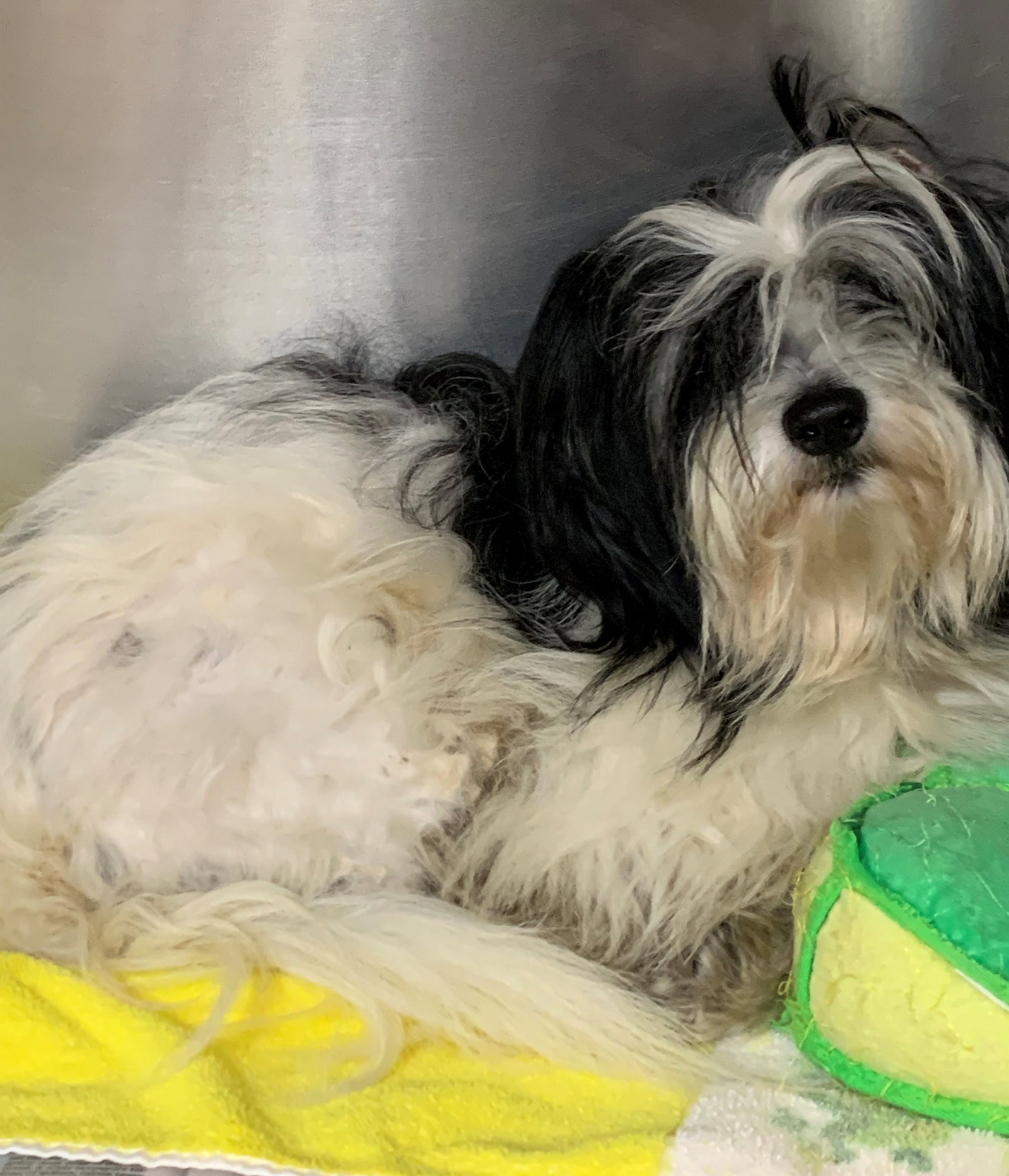 Dog for Adoption Alfie, a Shih Tzu in Choctaw County, AL Alpha Paw