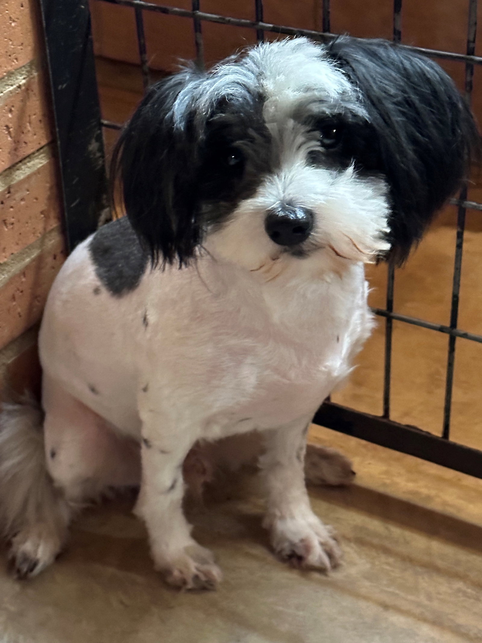 Dog for Adoption Alfie, a Shih Tzu in Choctaw County, AL Alpha Paw