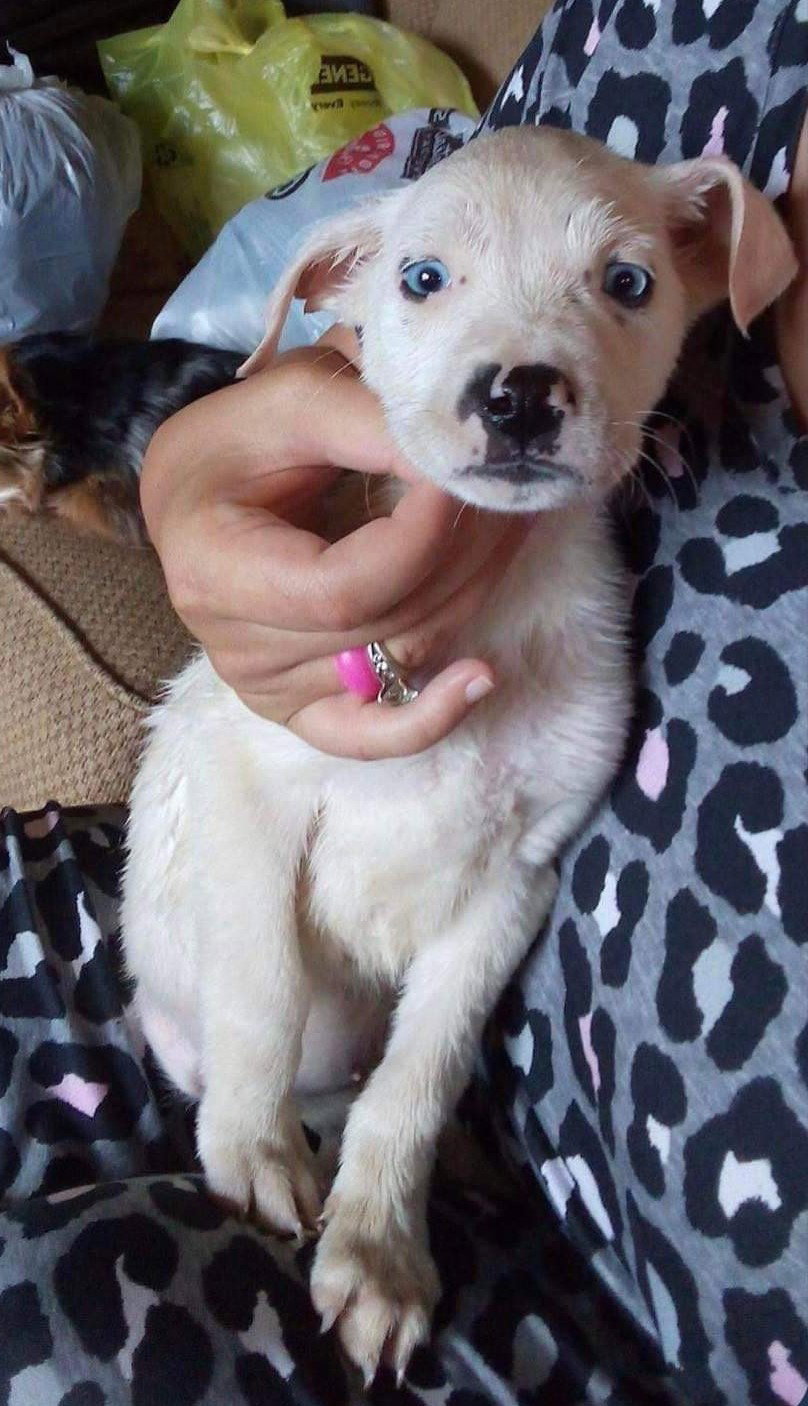 Dog for Adoption Bean, a Husky in Choctaw County, AL Alpha Paw