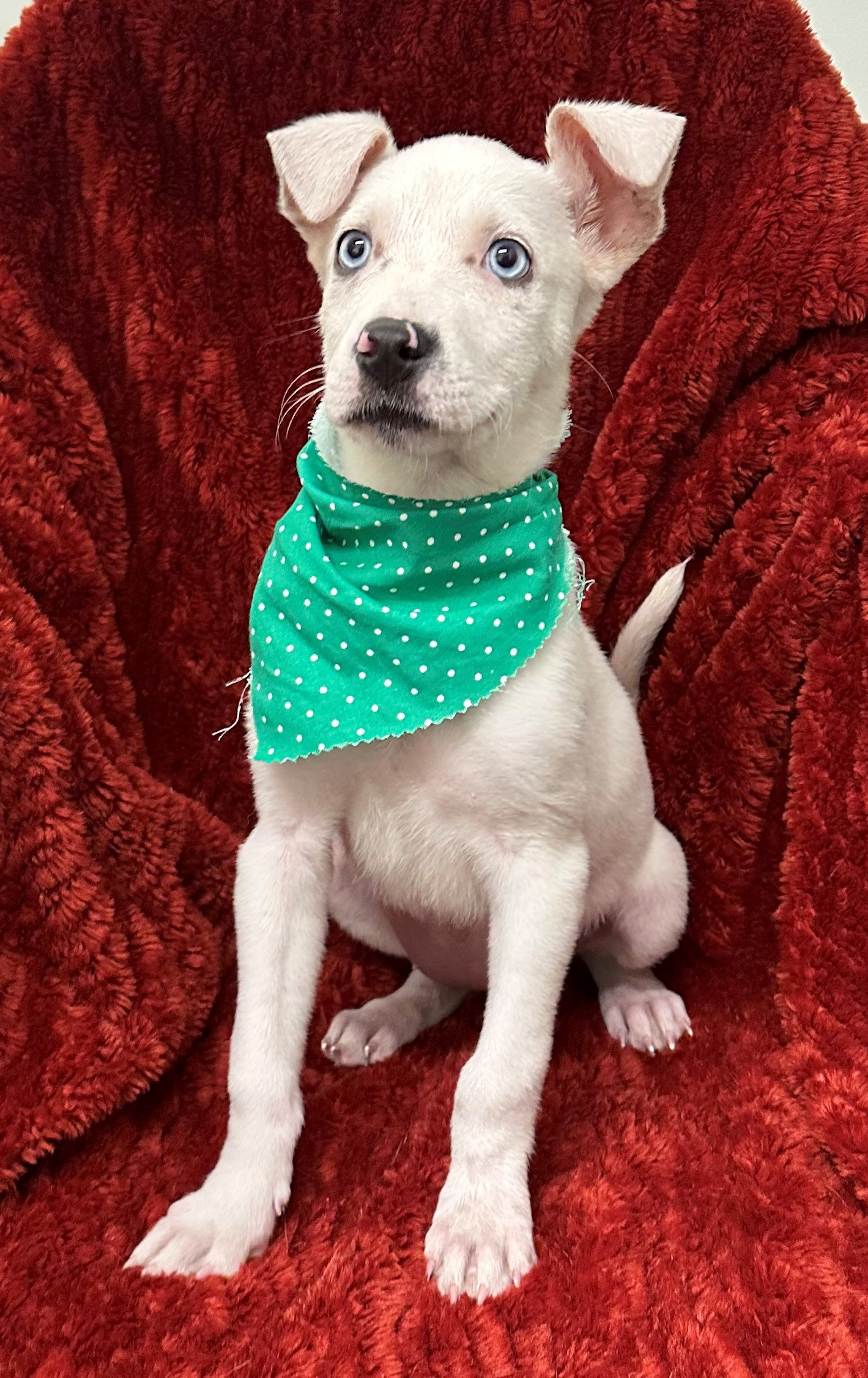 Dog for Adoption Bean, a Husky in Choctaw County, AL Alpha Paw