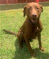 adoptable Dog in , MS named Sienna