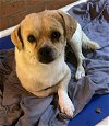 adoptable Dog in , MS named Recycle