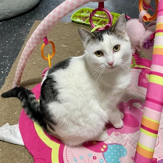adoptable Cat in Benson, MN named Sheldon