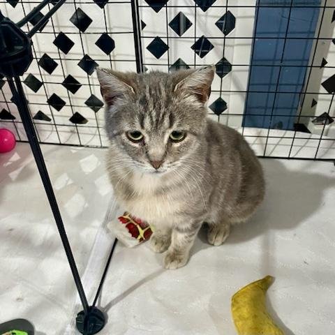 adoptable Cat in Benson, MN named Lucy