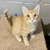 adoptable Cat in , MN named Newt